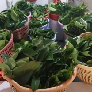 Leaves