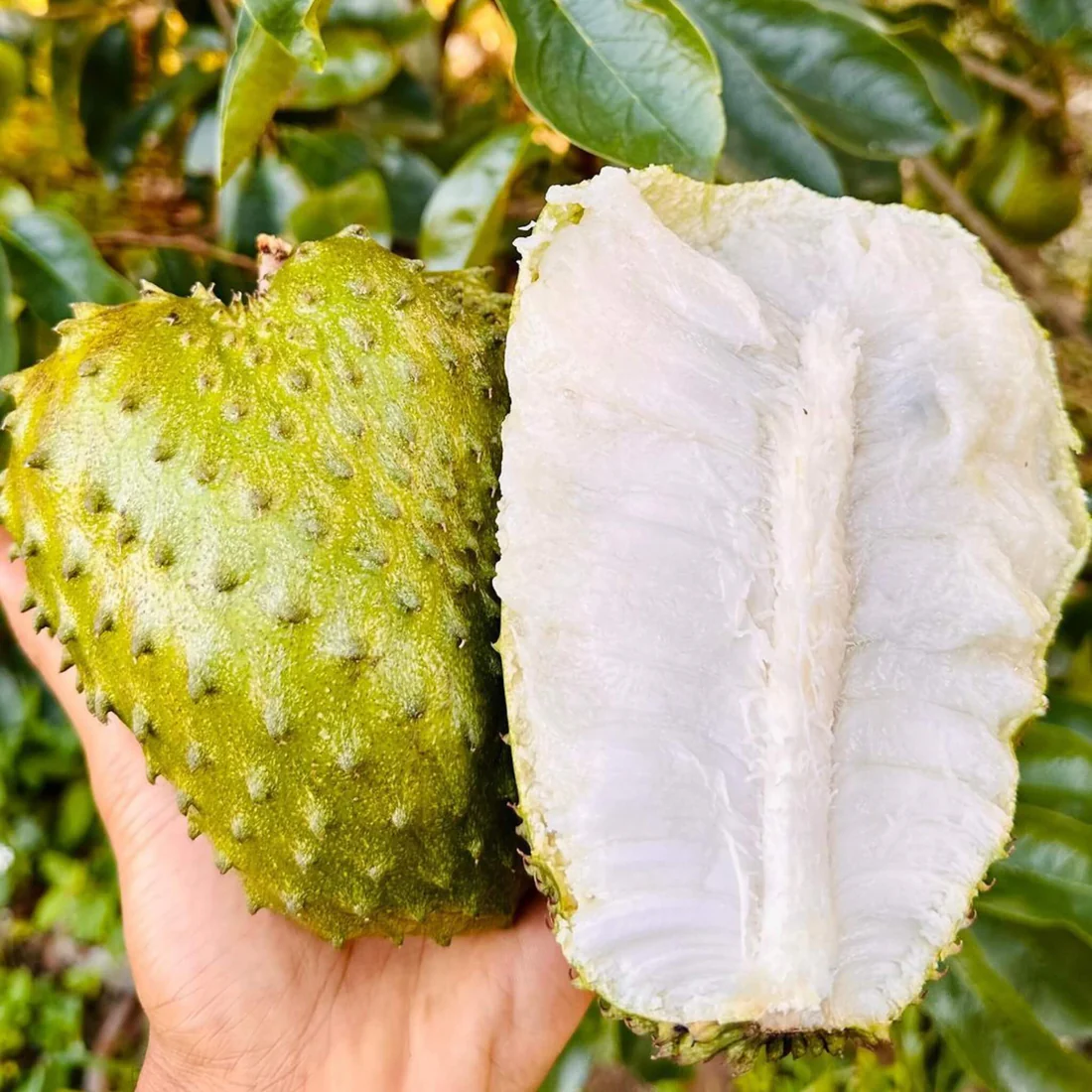 Soursop